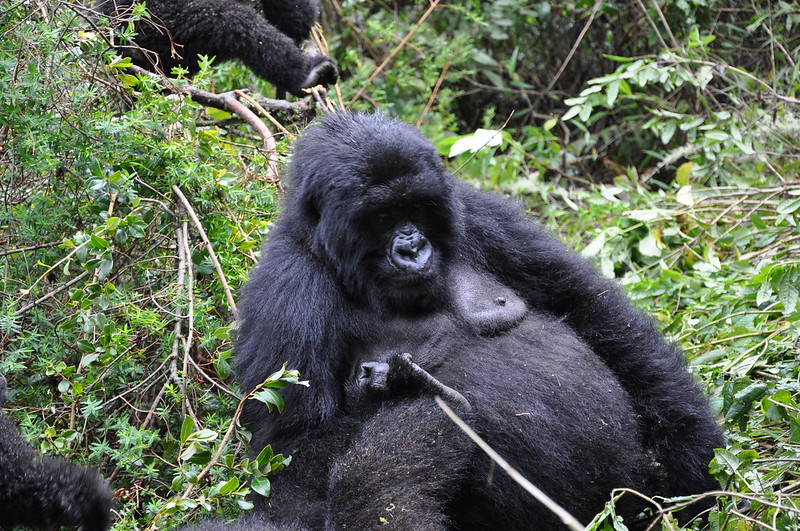 6 day primate safaris in Rwanda 