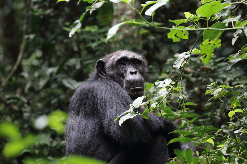6 days Chimpanzee Tracking in Nyungwe and lake kivu