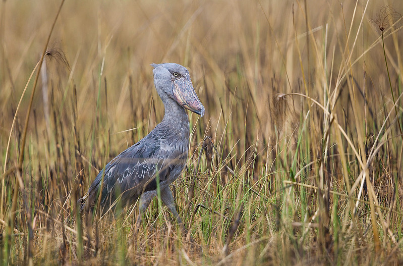 1 day shoebill tours
