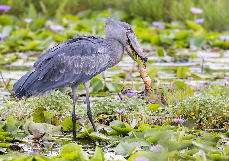 1 days shoebill tour in Mabamba swamp