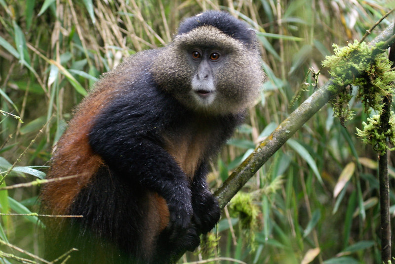 6 day best Rwanda primate safaris and tours 