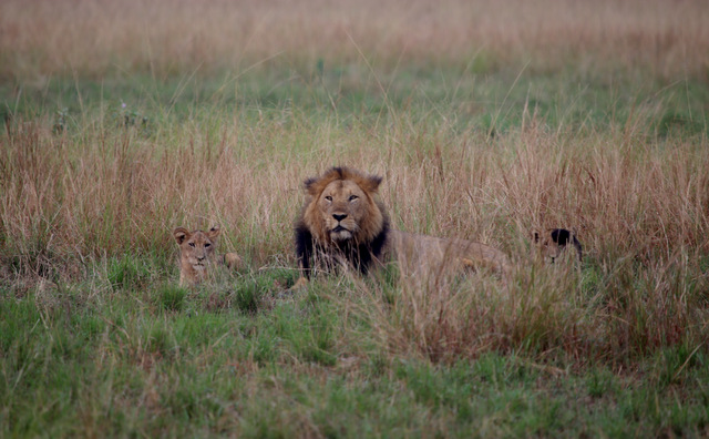 12 days Uganda safari holiday