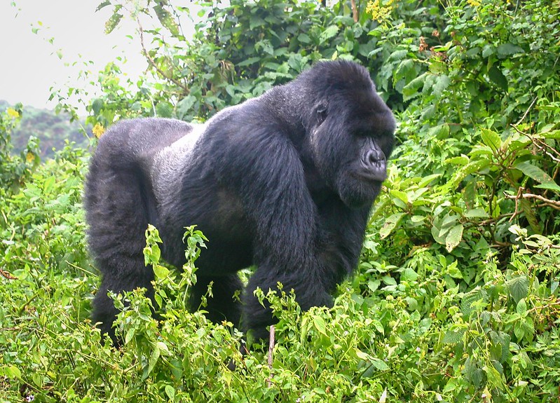 How to plan a comfortable gorilla trekking experience for the elderly and disabled.