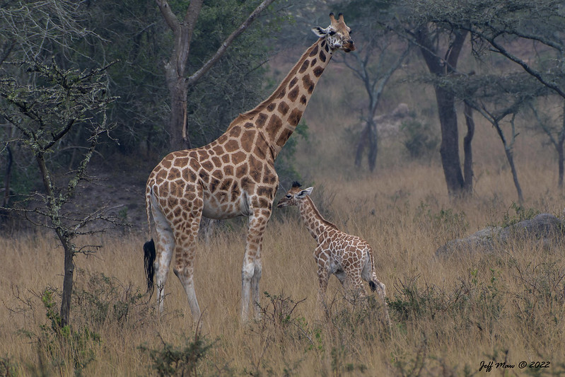 Big 5 animals in Rwanda