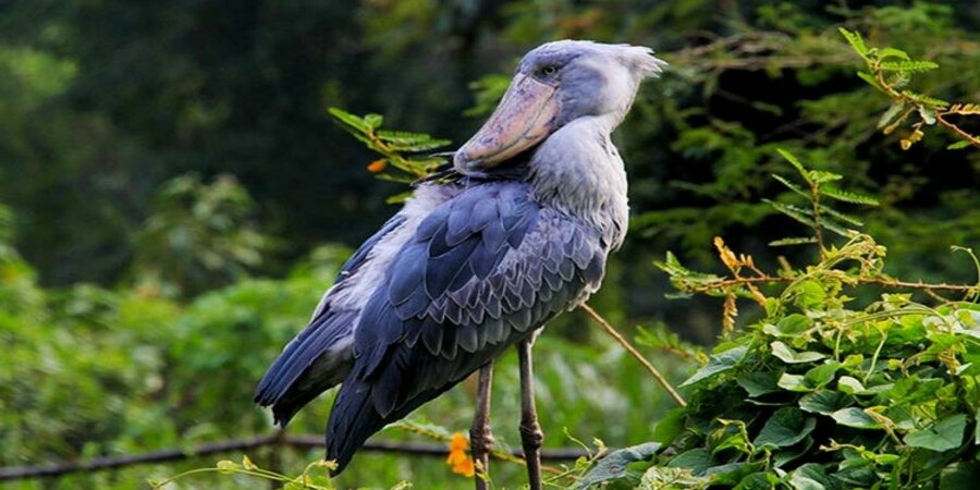 The best places to watch Shoebill Stork in East Africa.