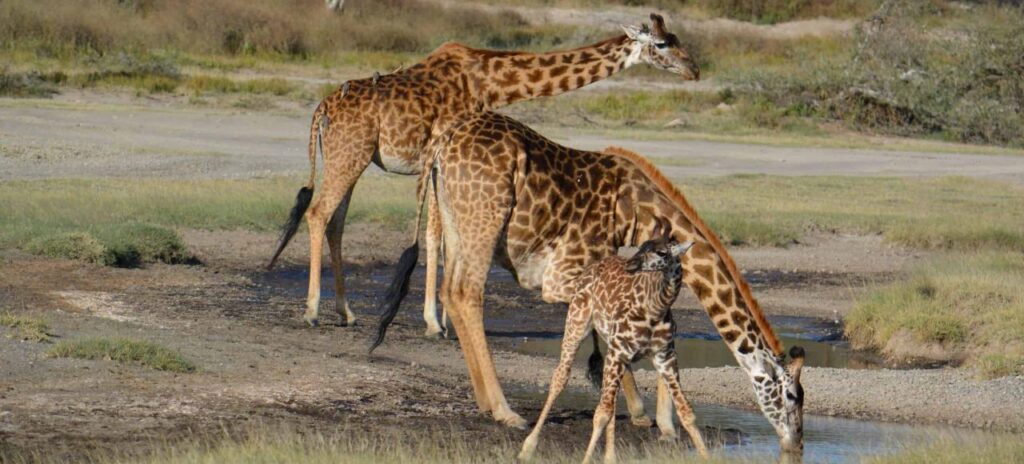 How to spend 4 days in Akagera National Park Rwanda.