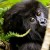 Do not miss visiting Rwanda for the cheap primate safari