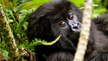 Do not miss visiting Rwanda for the cheap primate safari