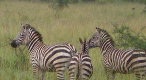 Rwanda Safari Experience