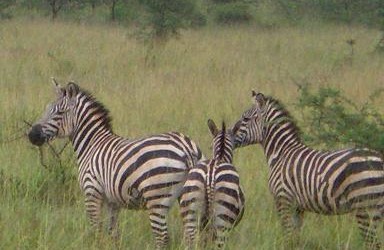 Rwanda Safari Experience