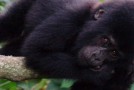 The Highlight of a Trip to Africa With Cheap Gorilla Experience in Rwanda