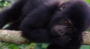 The Highlight of a Trip to Africa With Cheap Gorilla Experience in Rwanda