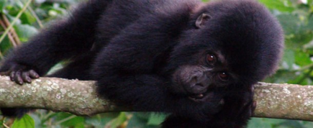 The Highlight of a Trip to Africa With Cheap Gorilla Experience in Rwanda