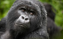 Primates World “Uganda & Rwanda”