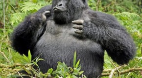 cheap Rwanda Gorilla Trekking adventures in Africa
