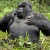 cheap Rwanda Gorilla Trekking adventures in Africa