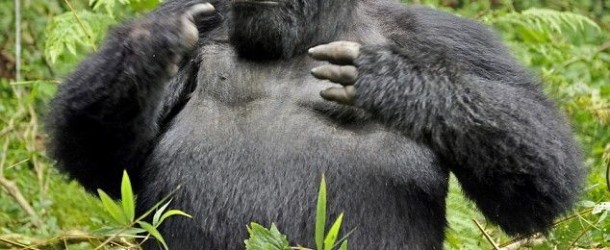 cheap Rwanda Gorilla Trekking adventures in Africa