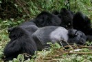 Best African Gorilla Trekking  Experience Ever with Cheap Rwanda Safaris