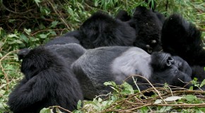 Best African Gorilla Trekking  Experience Ever with Cheap Rwanda Safaris