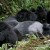 Best African Gorilla Trekking  Experience Ever with Cheap Rwanda Safaris