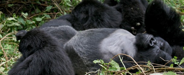 Best African Gorilla Trekking  Experience Ever with Cheap Rwanda Safaris
