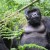 Trekking the Dian Fossey gorillas centre and Vacation at Lake Kivu