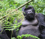 Trekking the Dian Fossey gorillas centre and Vacation at Lake Kivu