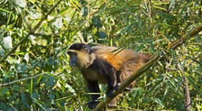 Additional notes on traveling on Budget OPtion to Rwanda for A Gorilla Safari