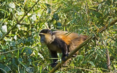 Additional notes on traveling on Budget OPtion to Rwanda for A Gorilla Safari