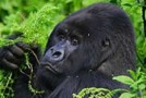 Budget & Short Rwanda Gorilla Safari Adventure Holiday for 2014 Safari