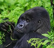 Budget & Short Rwanda Gorilla Safari Adventure Holiday for 2014 Safari