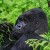 Budget & Short Rwanda Gorilla Safari Adventure Holiday for 2014 Safari