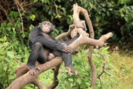 3 Days Chimpanzee Tracking Tour Rwanda