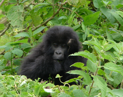 2 Days Budget Rwanda Gorilla Trek