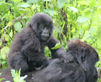 4 Days Rwanda Double Gorilla Tour in Volcanoes National Park