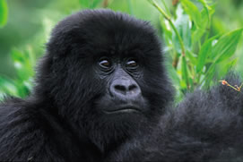 9 Days Rwanda Chimps Gorillas & Wildlife Tour