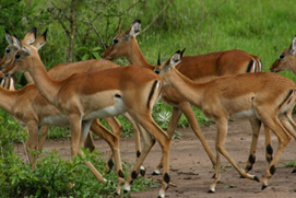 Uganda Wildlife Viewing 