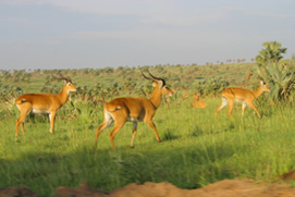 3 Days Queen Elizabeth Wildlife Safari in Uganda