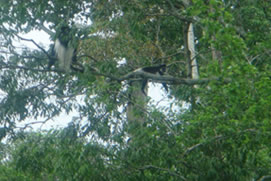 7 Days Budget Rwanda Uganda Gorillas & Wildlife Safari