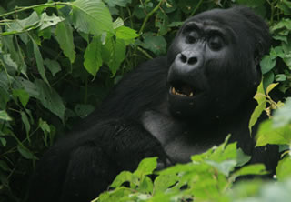 7 Days (Budget) Bwindi Gorillas Wildlife & Chimps Safari