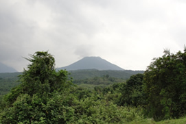 Bwindi Mountain Forest