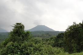 Primate Tracking & Bird Watching Safaris in Bwindi forest Uganda