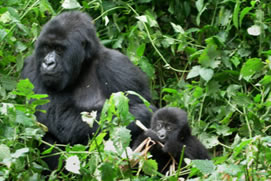7 Days (Budget) Rwanda Gorillas & Wildlife Safari