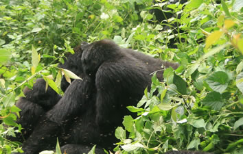 5 Days (Budget) Rwanda Gorillas & Dian Fossey Hike