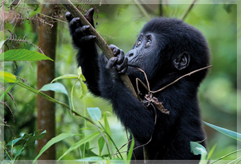 8 Days (Budget) Rwanda-Uganda Gorillas & Wildlife Tour