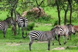 3 Days (Budget) Rwanda Akagera Wildlife Safari 