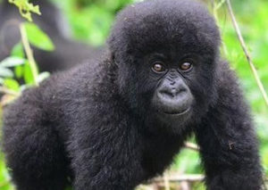 2 Days Cheap Rwanda Safaris Gorilla Trek