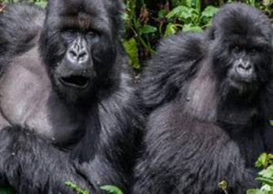 1 Day Cheap Gorilla Trek Rwanda Safaris