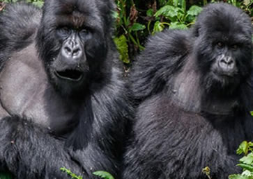 Frequently Asked Questions: (Gorilla Trekking) Cheap Rwanda Safaris