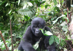 Gorilla Trekking Tours